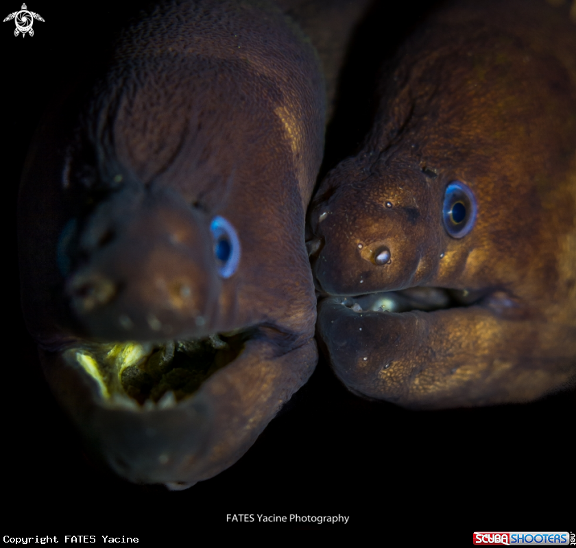 A Moray eel