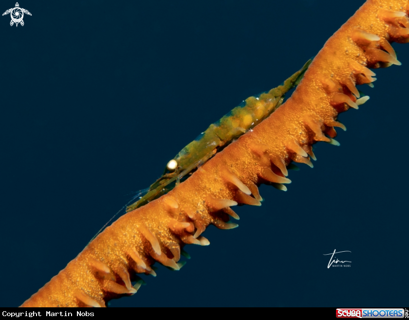 A Wire Coral Shrimp