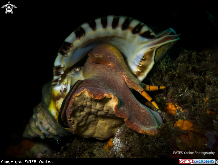 A GIANT TRITON