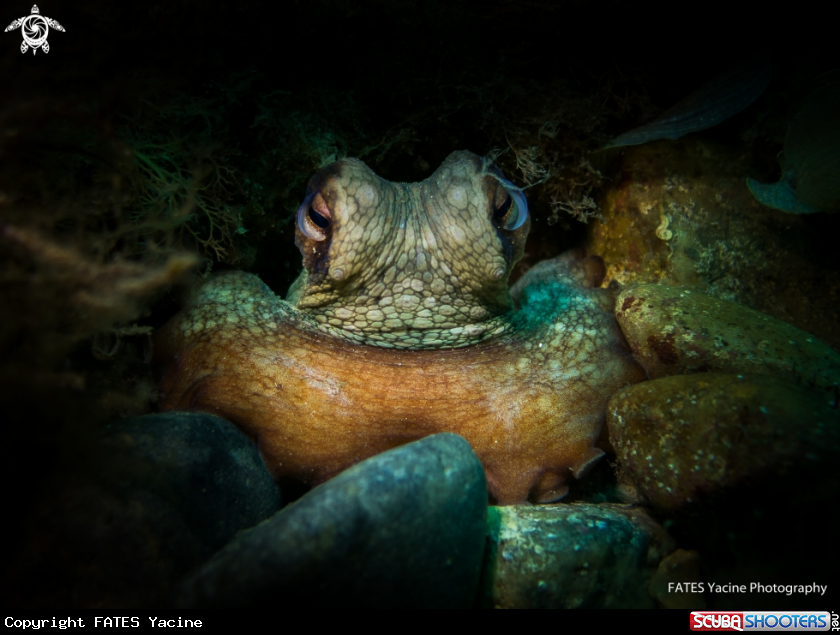A Octopus