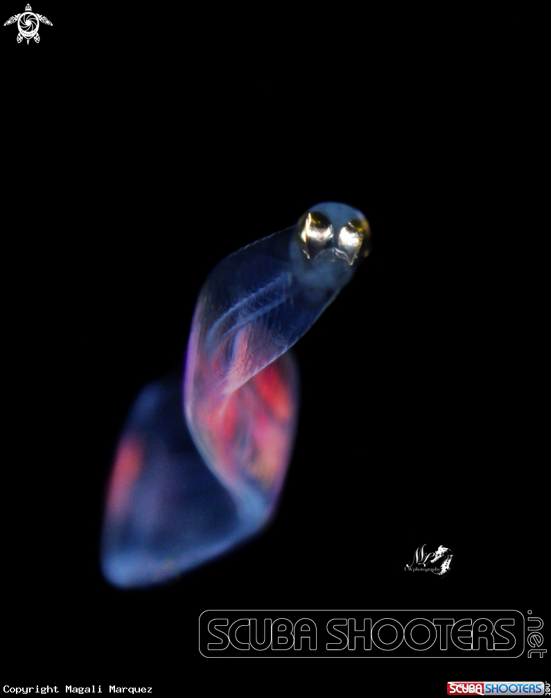 A Eel Larvae stage 