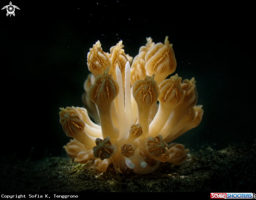 A Nudibranch
