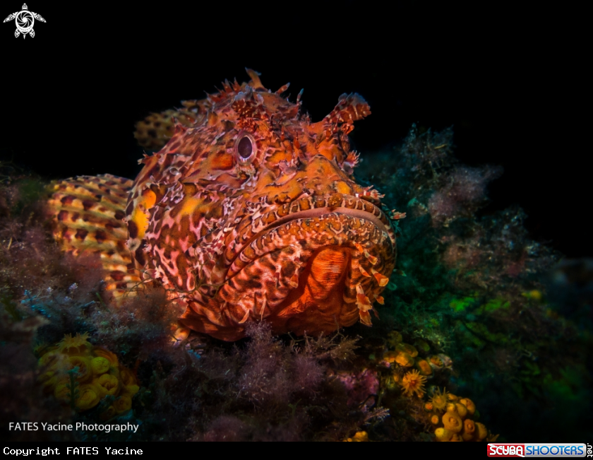 A big red lionfish