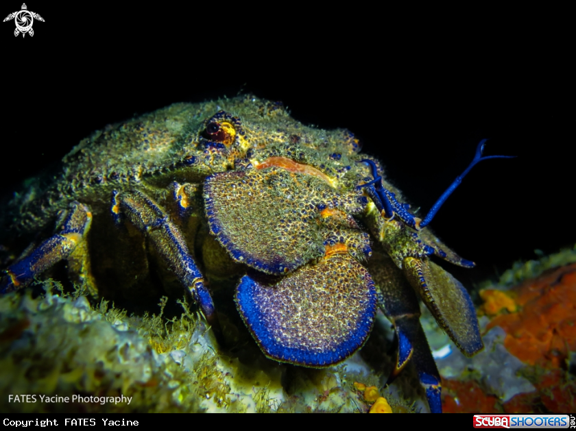 A  Sea Cicada