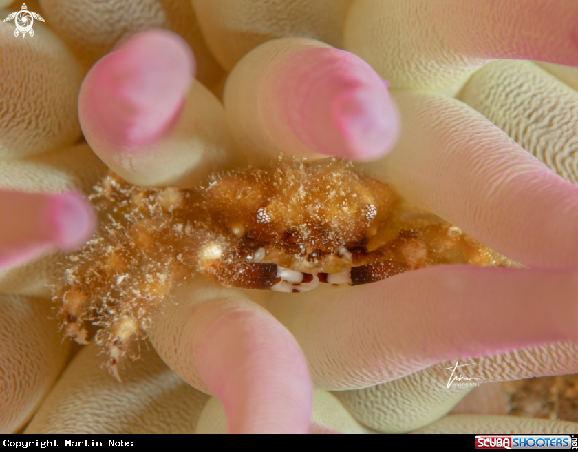 A Banded Clinging Crab