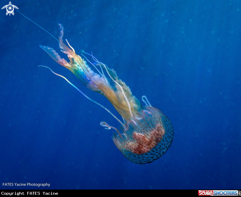 A Jellyfish