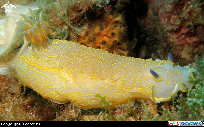 A doride giallo