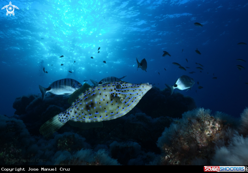 A Scribbled Leatherjacket Filefish