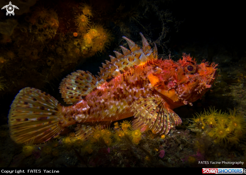A Red lionfish