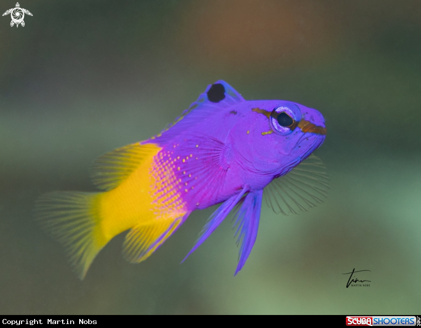 A Fairy Basslet
