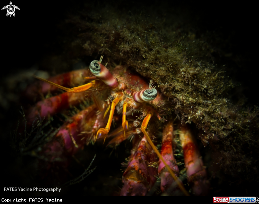 A hermit crab
