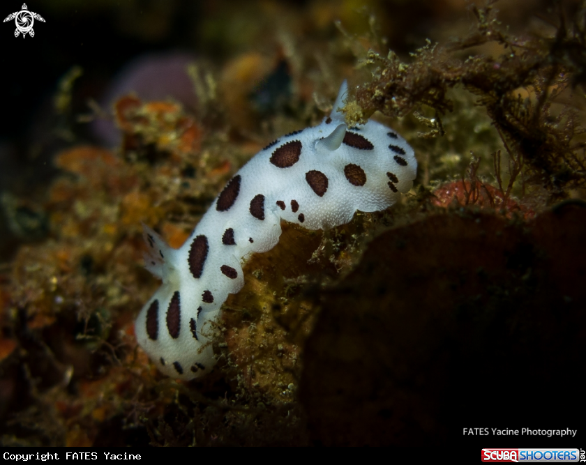 A Dalmatian sea slug