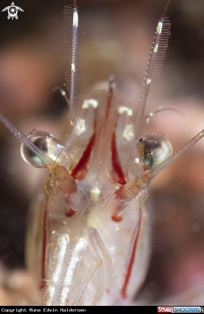 A Rockpool shrimp