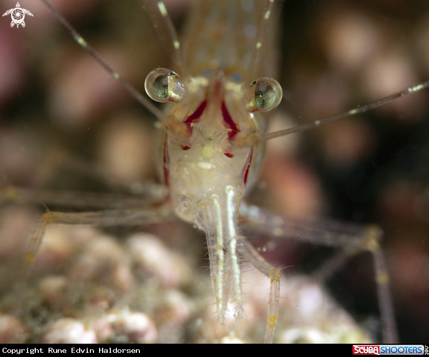 A Rockpool shrimp