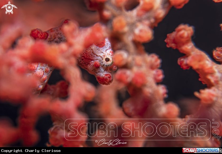 A Bargibanti Pigmy Seahorse