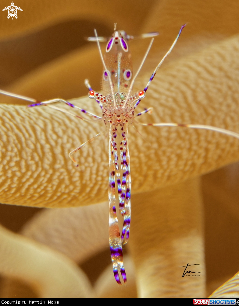 A Yucatan Cleaner Shrimp