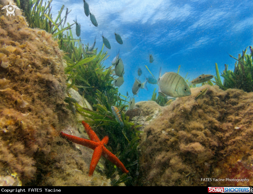 A Sar, starfish, posidonia ...