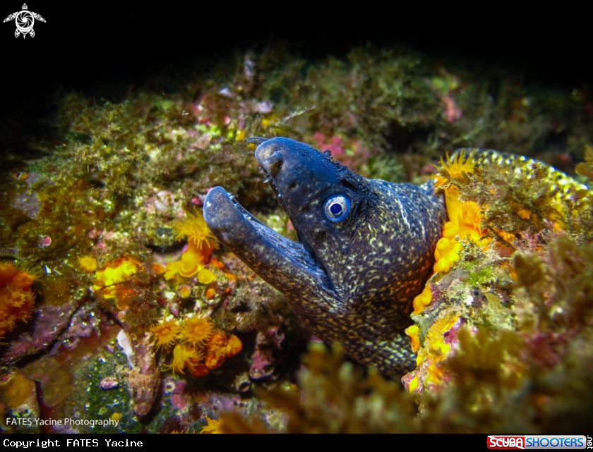 A moray eel