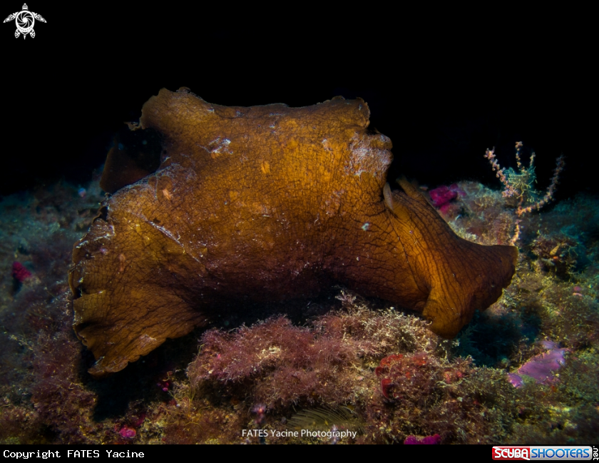 A Sea ​​hare