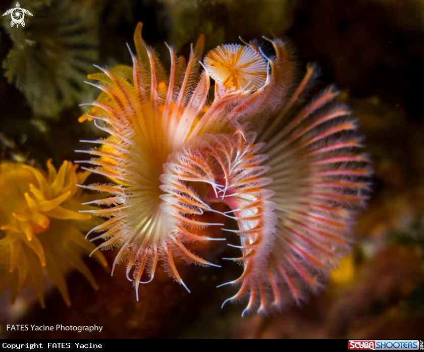 A SERPULE