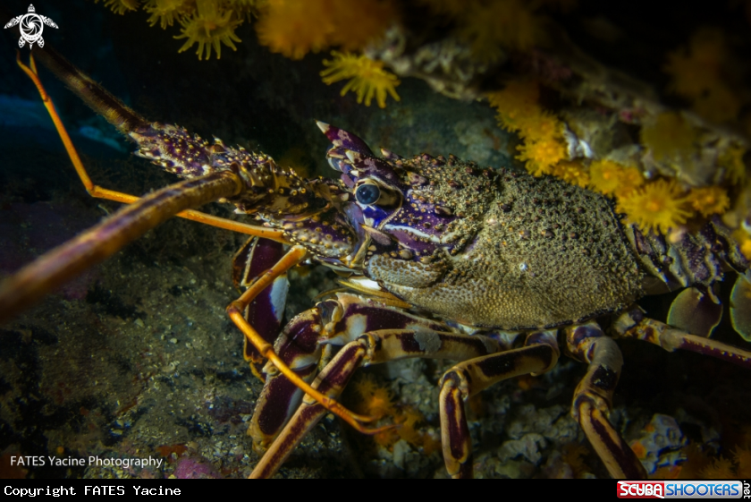 A Lobster
