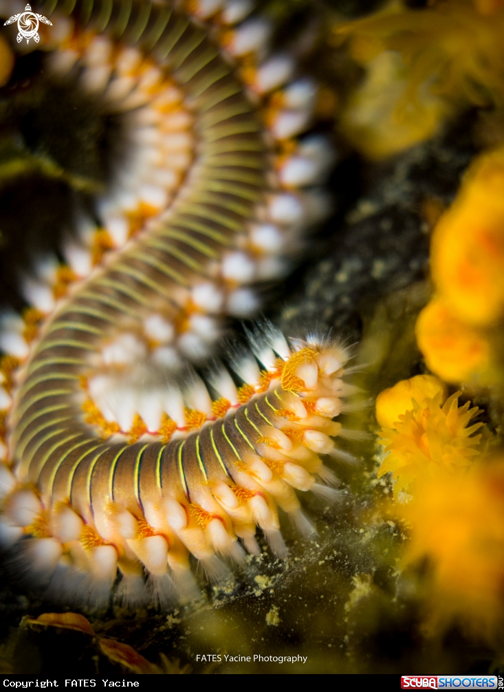 A Fire worm