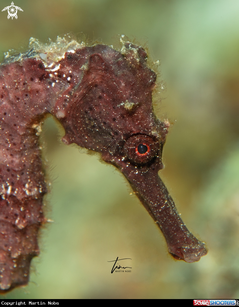 A Longsnout Seahorse 