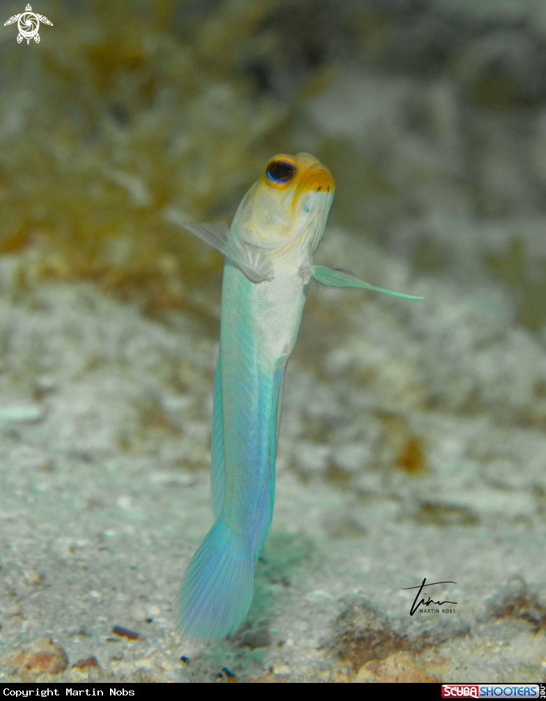 A Yellowhead Jawfish