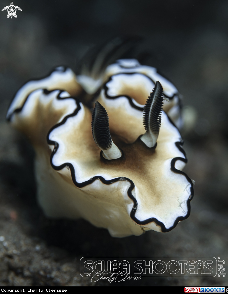 A Doriprismatica atromarginata