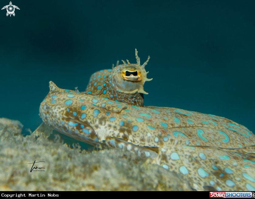 A Peacock Flounder