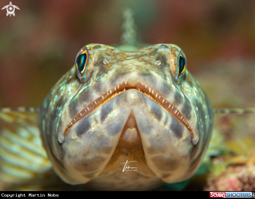 A Sanddiver