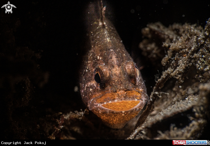 A Cardinalfish