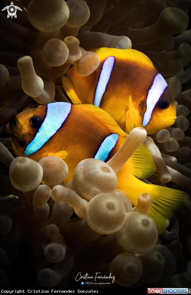 A Clownfish