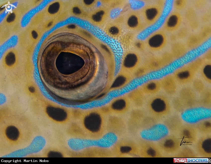 A Scribbled Filefish