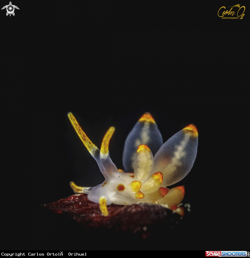 A Nudibranch