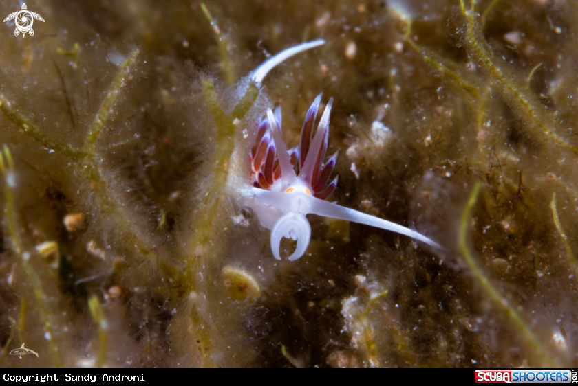 A Cratena peregrina