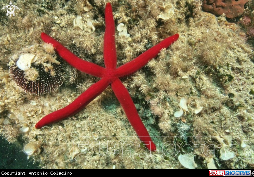 A Stella serpentina rossa