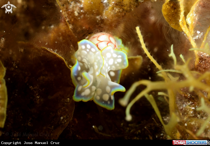 A Bubble Shell