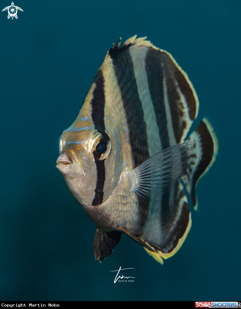 A Banded Butterflyfish