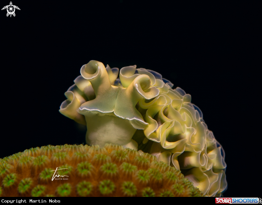 A Lettuce Sea Slug