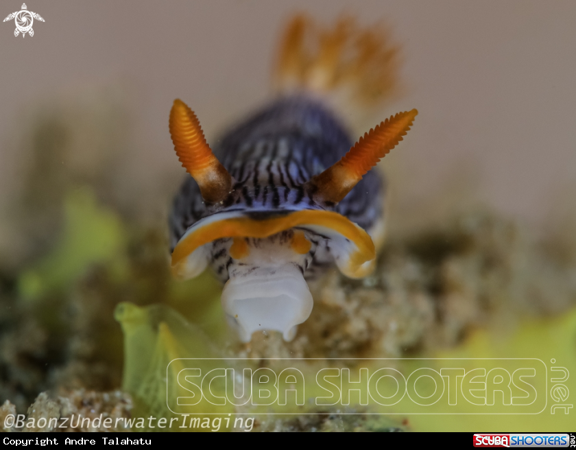 A Chromodoris burni