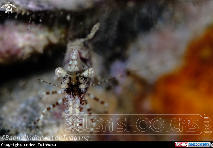 A Marbled shrimp
