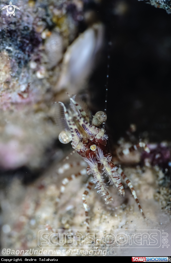 A Marbled shrimp