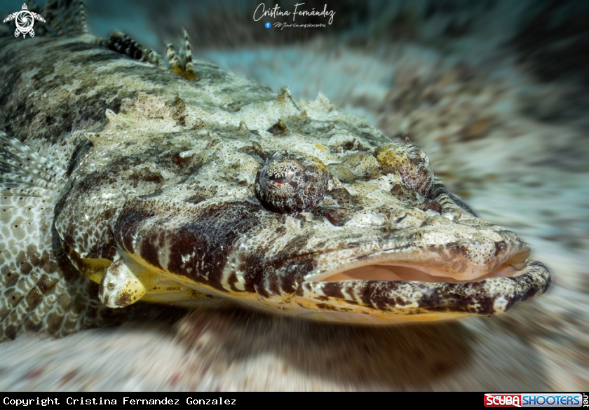 A  Crocodilefish  