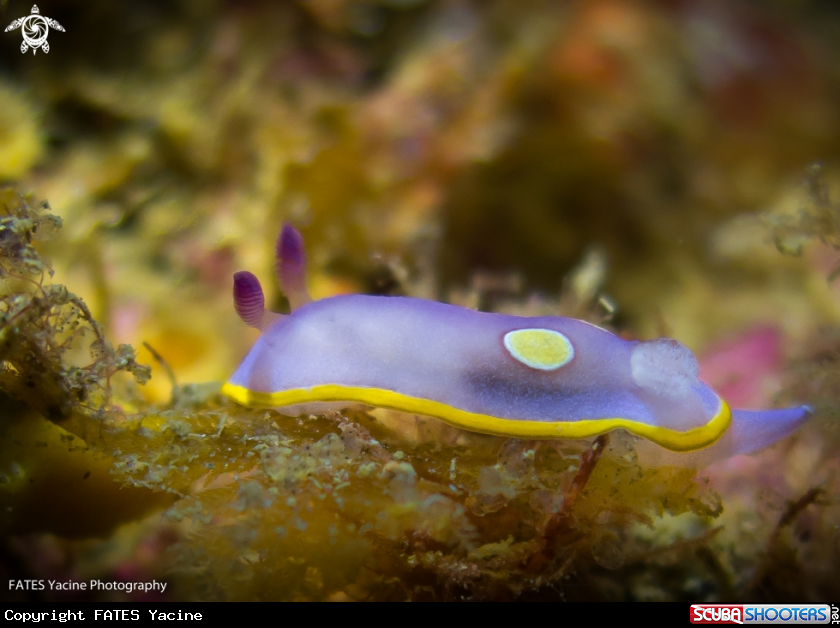 A Felimida luteorosea | (Rapp, 1827)