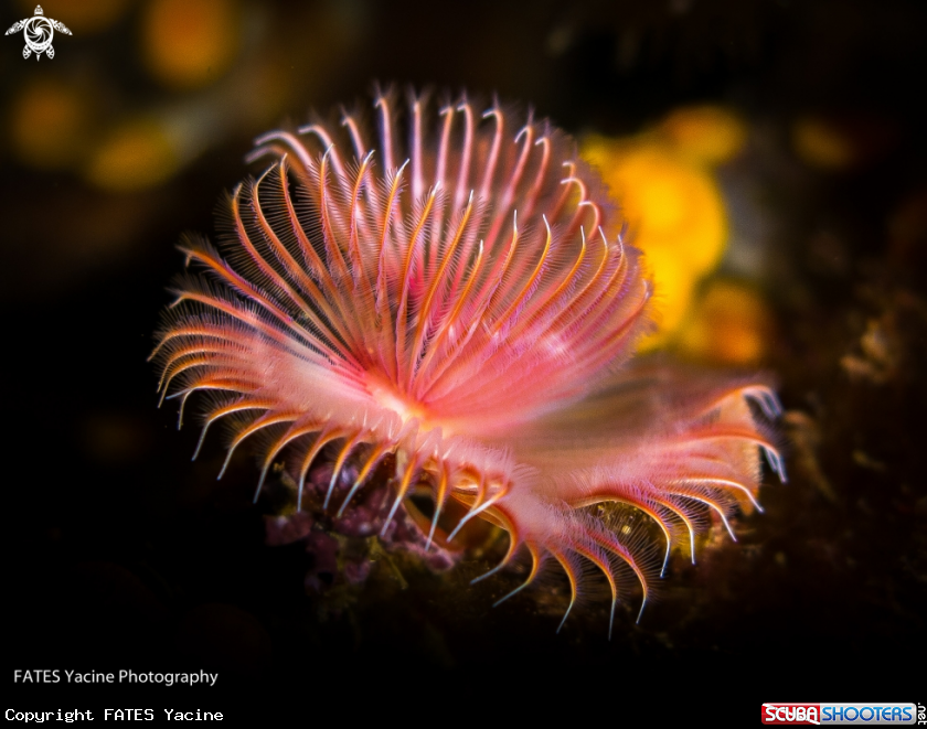 A SERPULE