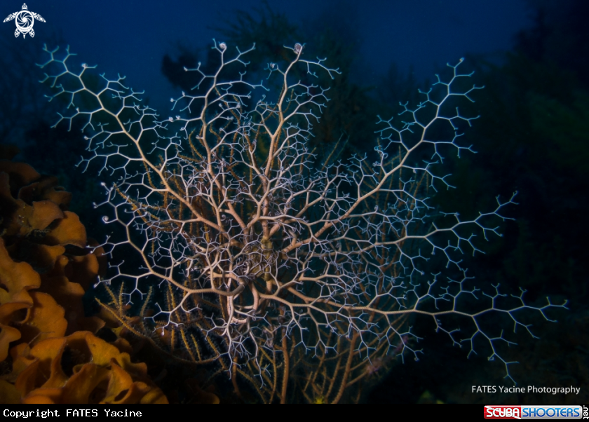 A Gorgonocephalus
