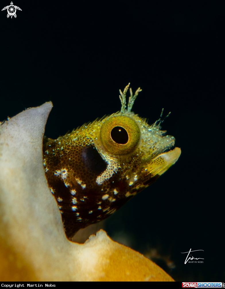 A Tubeworm Blennie