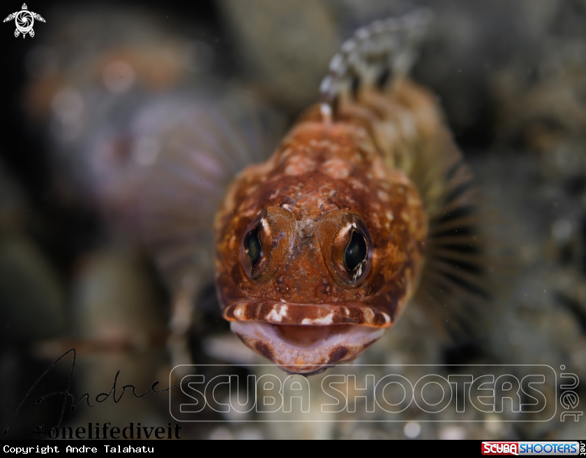 A Jaw fish