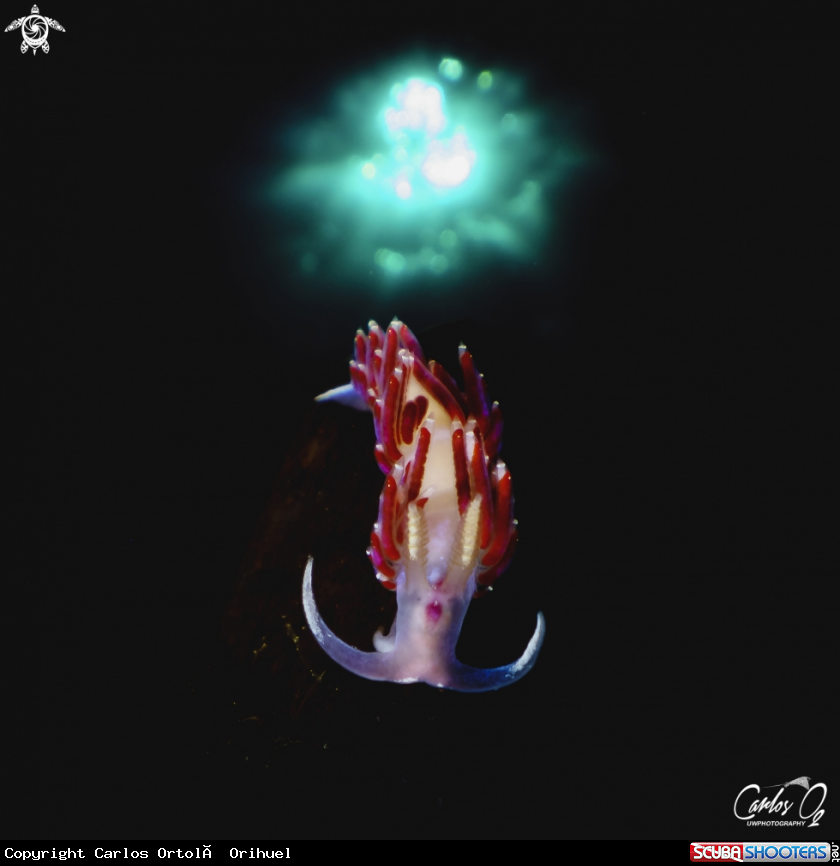 A Nudibranch